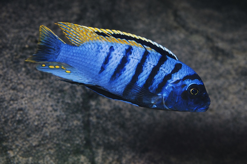 Maylandia fainzilberi 'Lundu'